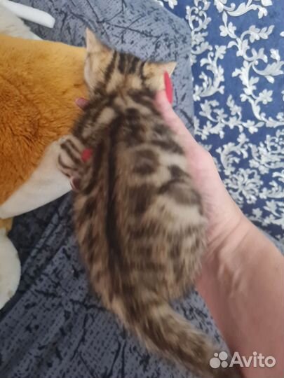 Бенгальская кошка