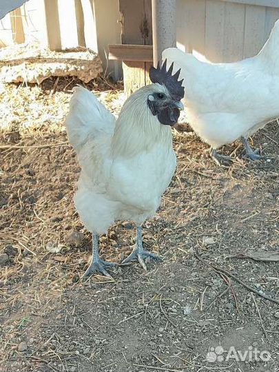 Молодые петухи
