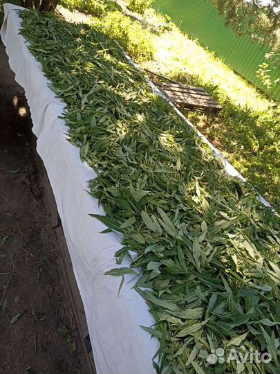 Иван-чай ферментированный