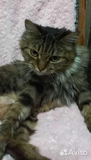 Кошка