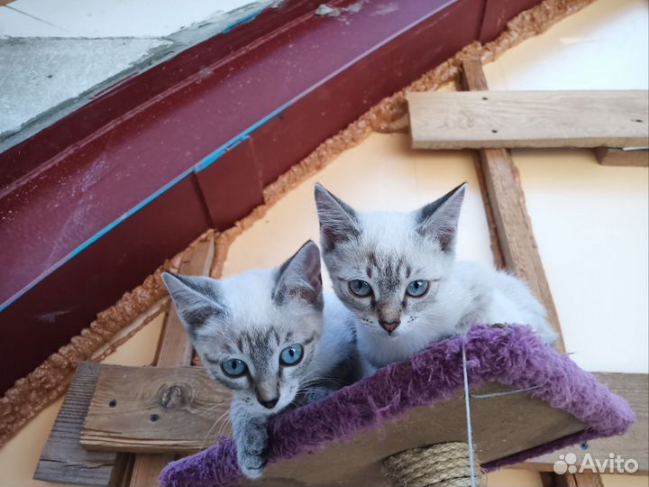 Отдам котят