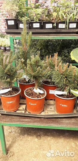 Сосна Черная Грин Тауер/Green Tower