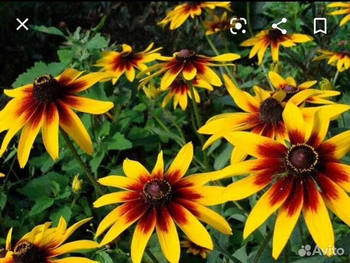 Садовые Цветы Цветы для Вашего Сада