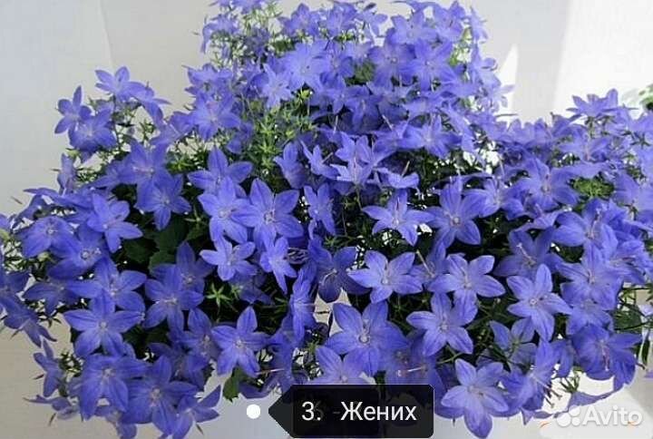 Кампанула жених и невеста