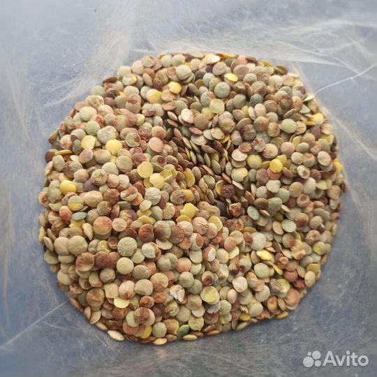 Отходы чечевицы зеленой