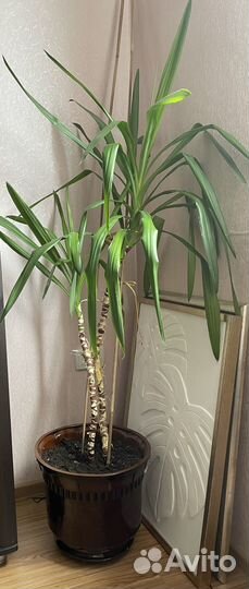 Юкка комнатная