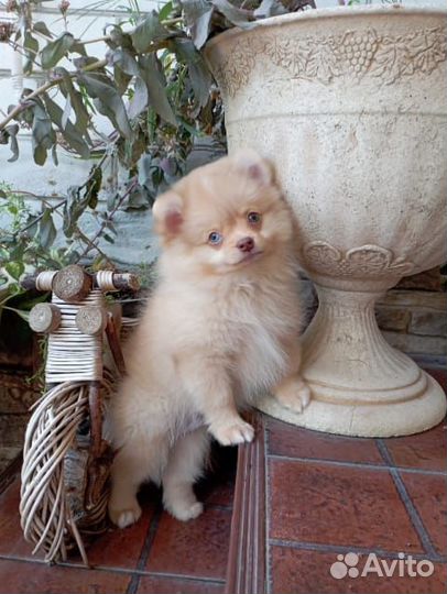 Крем шоколад