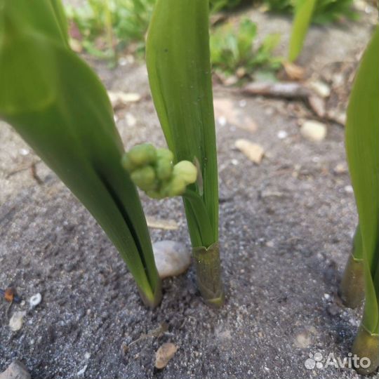 Рассада Ландыш майский