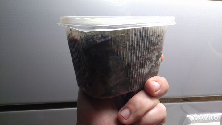 Черви для рыбалки