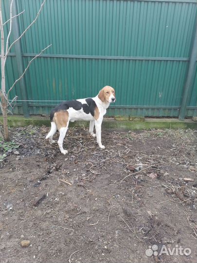 Русская пегая гончая