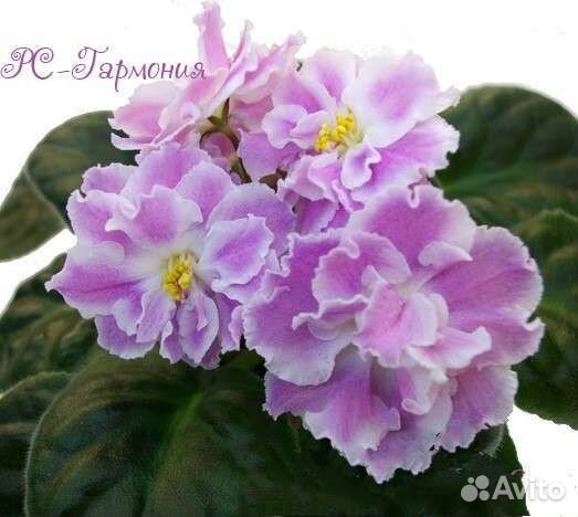 Фиалка сортовая