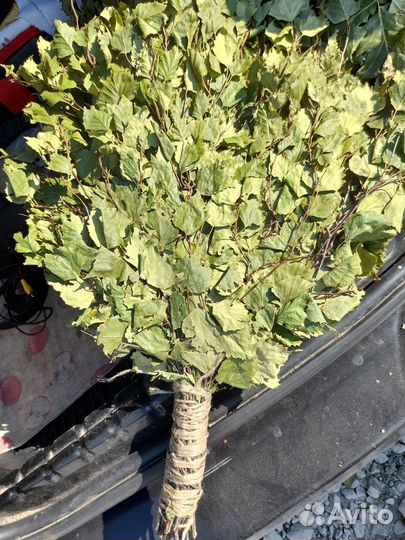 Раки Липецк