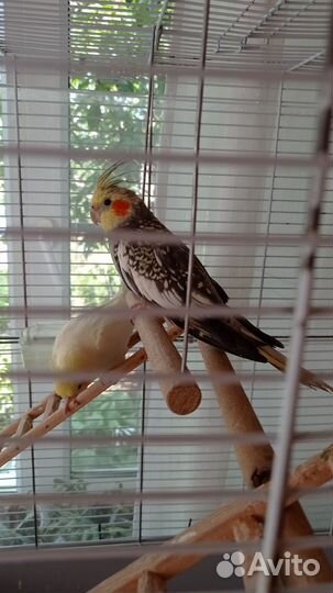 Попугай корелла с клеткой