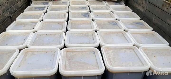 Свежий мёд с Алтая опт