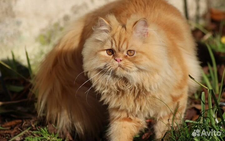 Британский персиковый хайленд