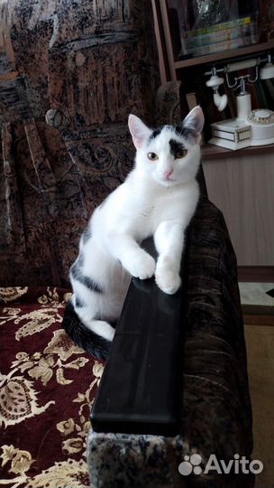 Кошечка в добрые руки безоплатно