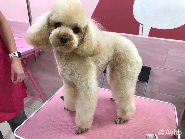 Груминг. Стрижка собак Большевиков-Народная