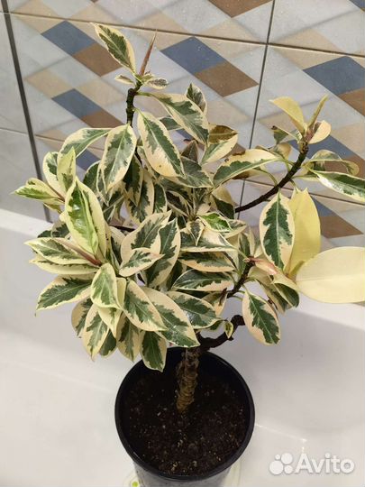 Фикус мелани вариегатный взрослый и черенок