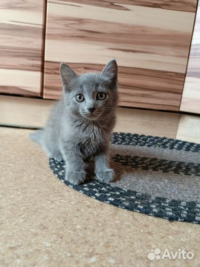 Котята