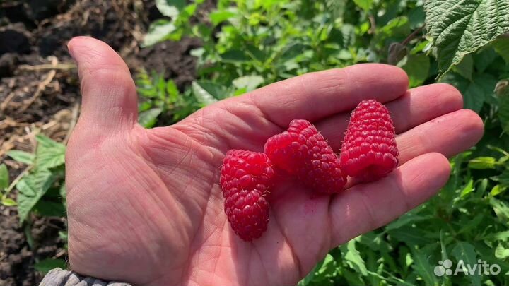 Саженцы летней и ремонтантной малины