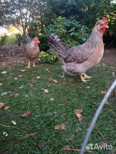 Семьи маран, леггорн, молодки легбар