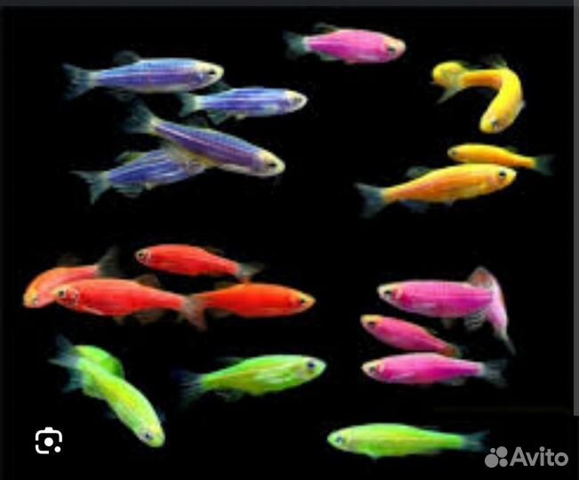 Данио гло фиш