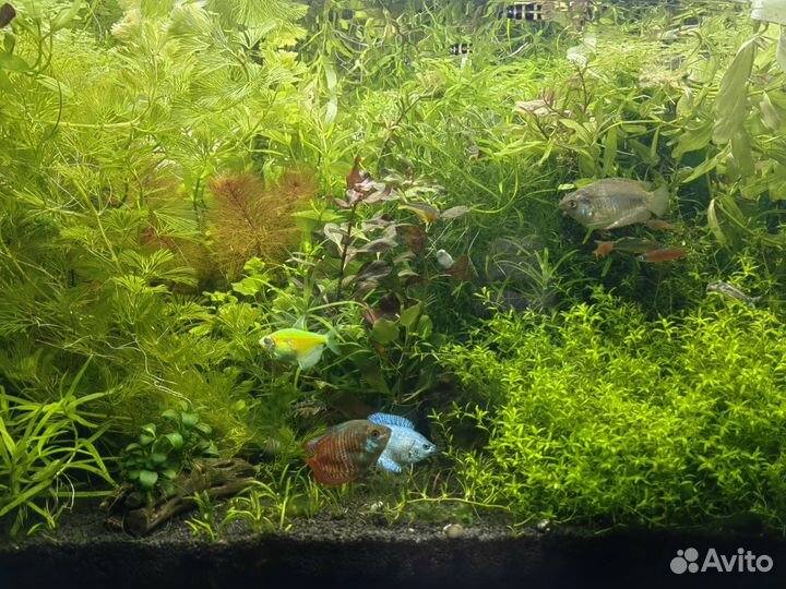 Аквариумные растения без сo2