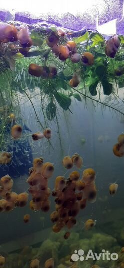 Улитки аквариумные ампулярии молодь