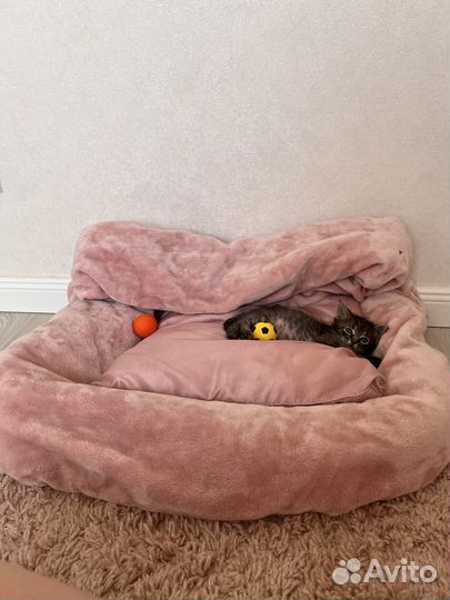 Котенок Марсик