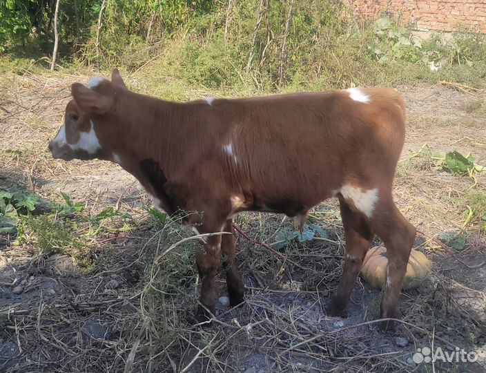Бычок и телка