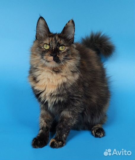 Молодая кошечка в дар