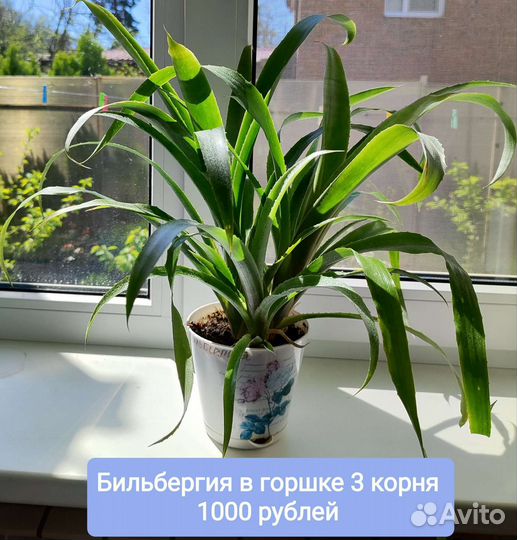 Комнатные растения