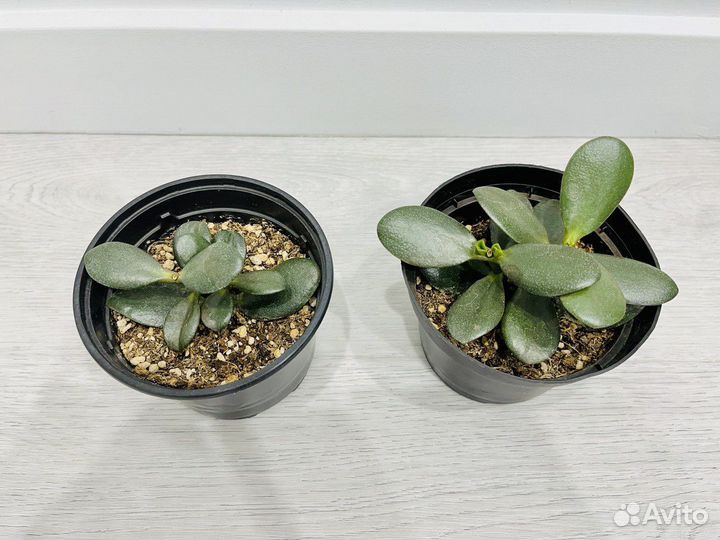 Цветок Крассула овата(Толстянка)