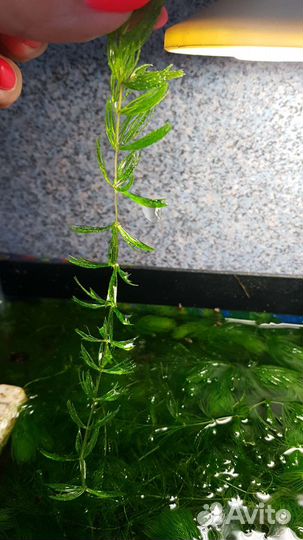 Аквариумное растение