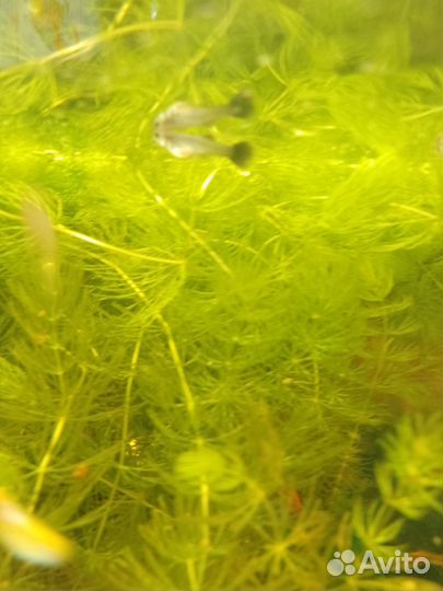 Рыбки гуппи