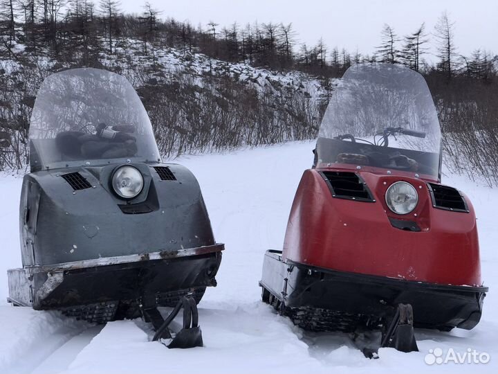 Буран (барс)