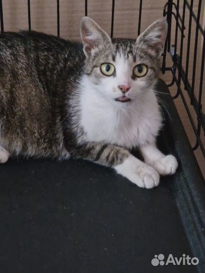 Полосато-белая кошка из монастыря