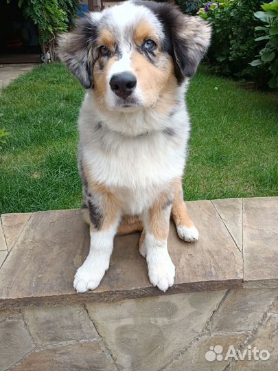 Дрессировка собак, специалист кинолог