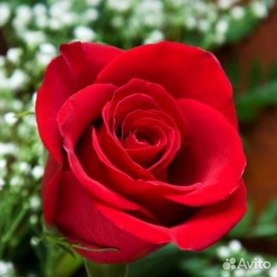 Саженцы голландских роз