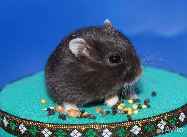 Джунгарские хомяки