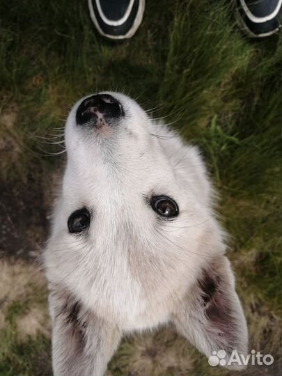 Отдам в хорошие ручки