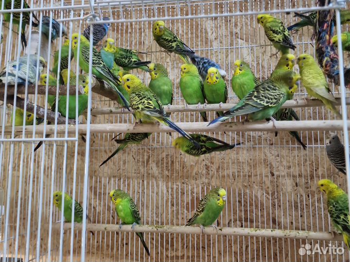 Волнистые попугаи