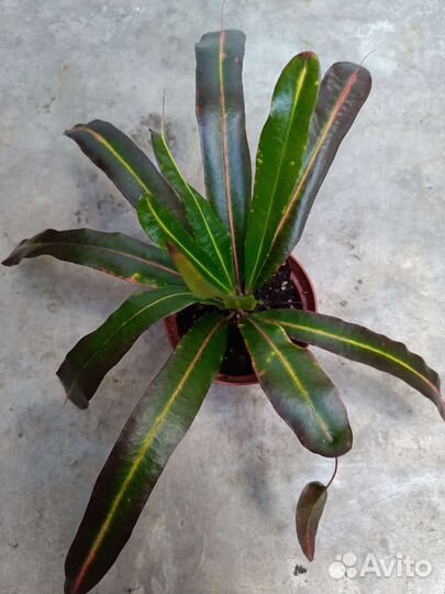 Много разных сортов кротонов