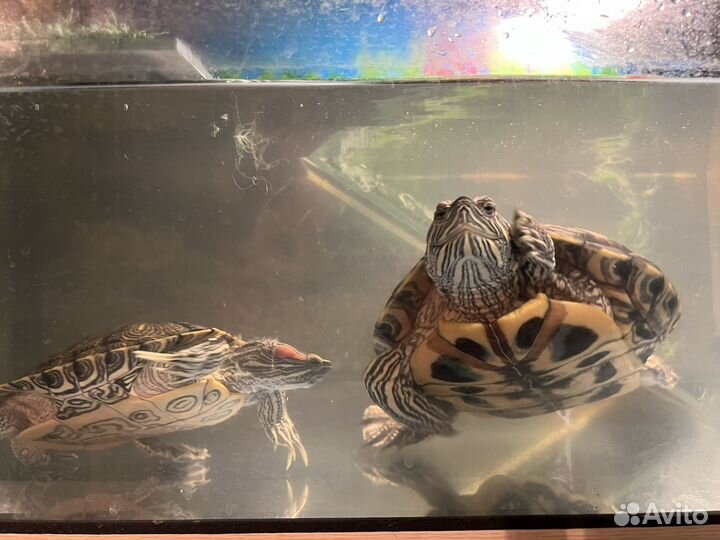 Красноухие черепашки вместе с аквариумом