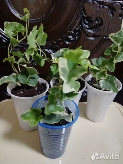 Хедера вариегатная(плющ)