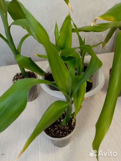Бамбук комнатный или драцена Сандера