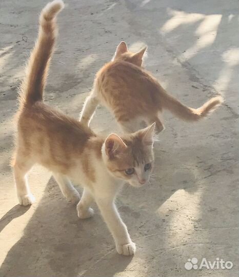 Котики бесплатно в добрые руки