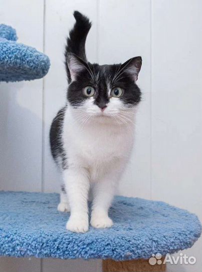 Кошка черно-белая в дар в добрые руки отдаю