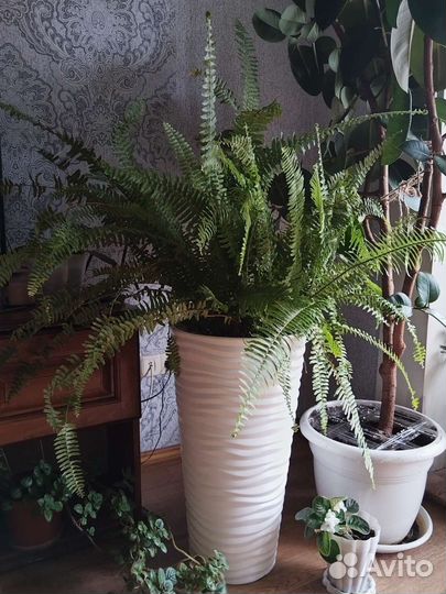 Папоротник