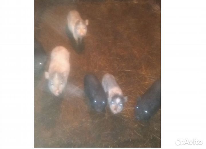 Вьетнамские вислобрюхие поросята